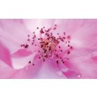 Luxus Pálcikás illatosító Misztérium illatú (Secret) 100ml